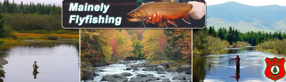 Brook trout  Mainely Fly Fishing Blog