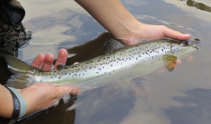 August landlocked salmon from Kennebago