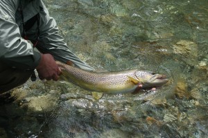 White River 26.5 brown