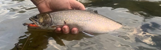 Brown Trout  Mainely Fly Fishing Blog