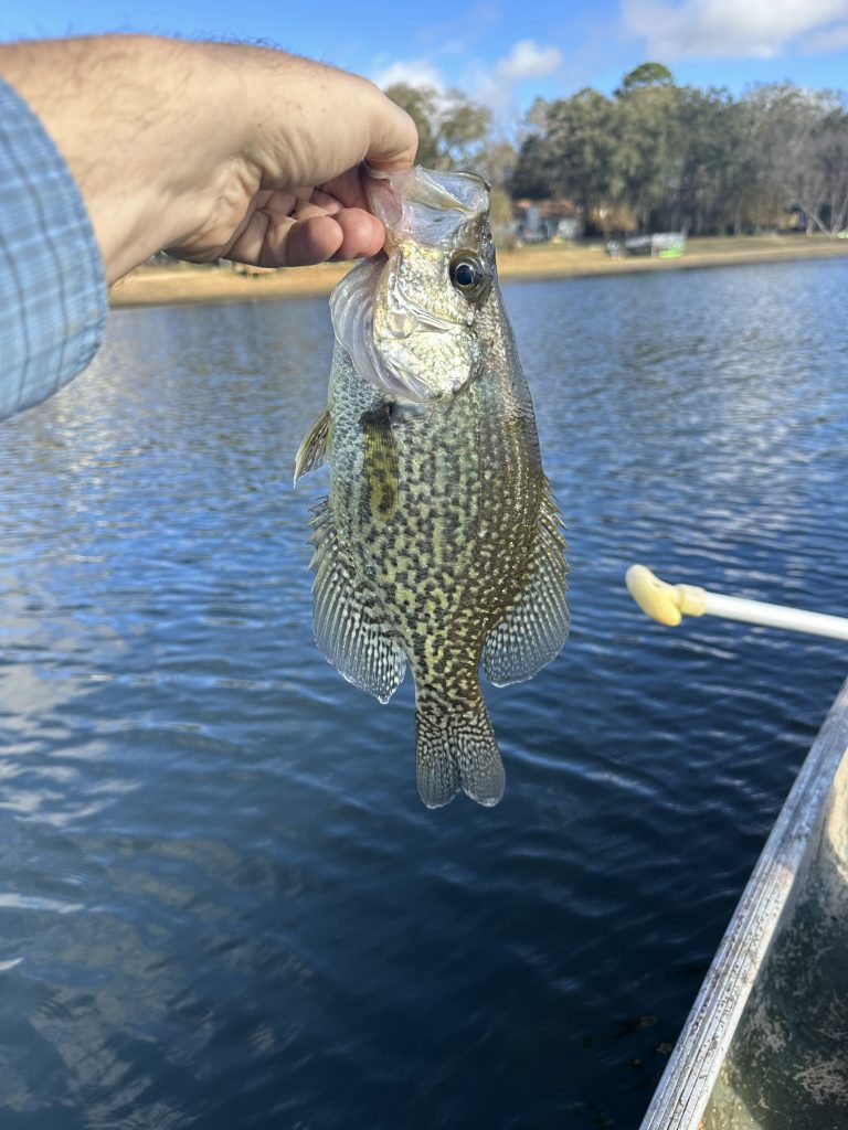 Brook trout  Mainely Fly Fishing Blog