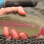 Deerfield River rainbow trout
